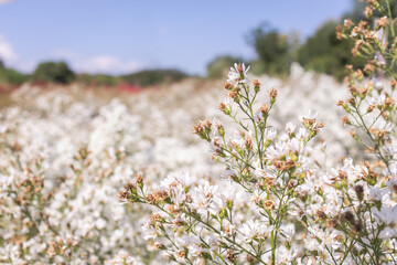 Withered of white cutter flowers in the flower garden.