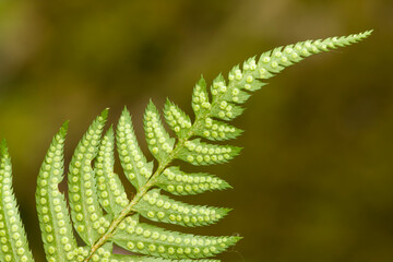 Issaquah, Washington State, USA. Underside of a western sword fern (Polystichum munitum) showing the spore.