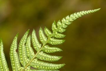 Issaquah, Washington State, USA. Underside of a western sword fern (Polystichum munitum) showing the spore.
