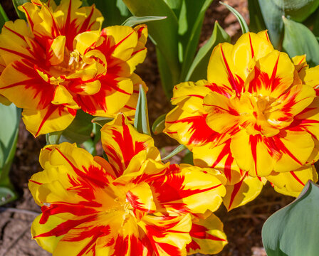 Beautiful tulip monsella flowers under the sunlight