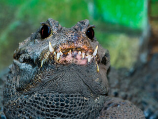 Close portrait of an African dwarf crocodile