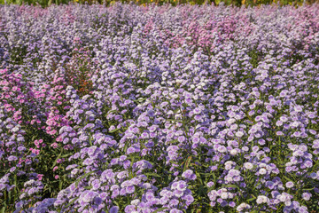 Beautiful margaret flowers blooming in the garden.