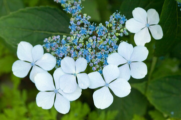 Issaquah, Washington State, USA. Bluebird hydrangea shrub in bloom.