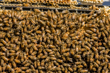 Maple Valley, Washington State, USA. Frames full of worker bees storing honey and tending the nursery.