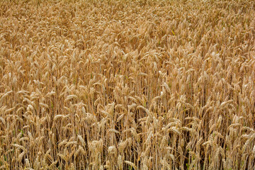 Golden grain field before harvest