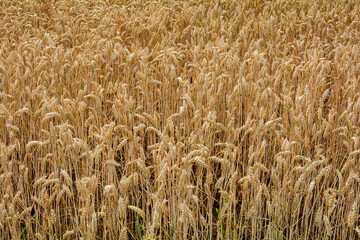 A grain field before harvest