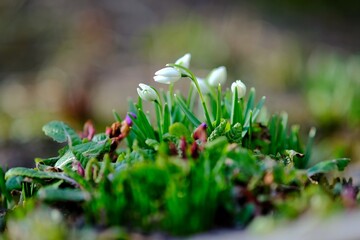 Snowdrops (Galanthus nivalis) after melting snow. Snowdrops bloom in the forest in spring.