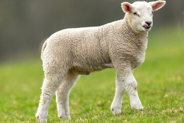 Naklejka na ściany i meble Close up of a lamb in Springtime. Cute, cheeky lamb, poking his tongue out and standing in green field, facing right, Yorkshire Dales, England. Close up. Horizontal. Space for copy.