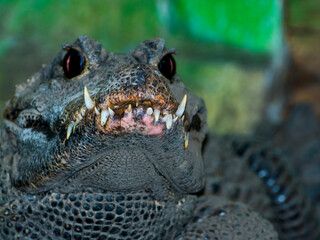 Fototapeta premium Close portrait of an African dwarf crocodile