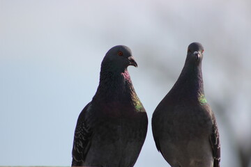 Un couple de pigeons ensemble.