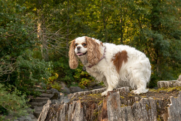 Rattlesnake Lake Recreation Area, North Bend, Washington State, USA. Cavalier King Charles Spaniel standing on top of a large tree stump. 