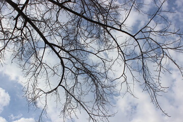 Des branches d'arbres avec un fond nuageux au ciel bleu.