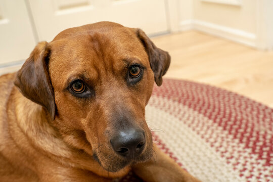 Fox Red Labrador Images Browse 399 Stock Photos Vectors And Video Adobe Stock