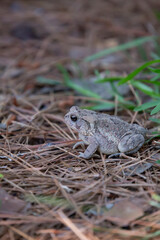 American Toad