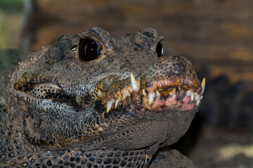 Close portrait of an African dwarf crocodile