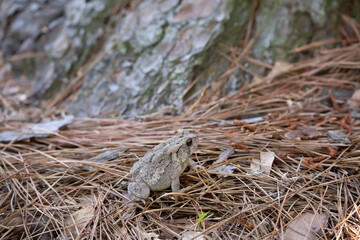 American Toad