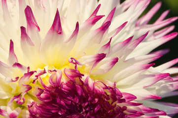 Fototapeta premium Tacoma, Washington State, USA. Close-up of an Anna Mari dahlia