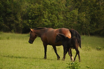 horse and foal in the field