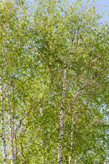 Young birch trees on spring day