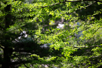 Obraz premium Into the Forest