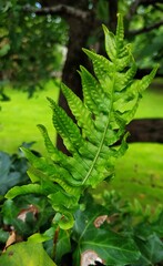 Hojas de helecho con el fondo rural del norte de España