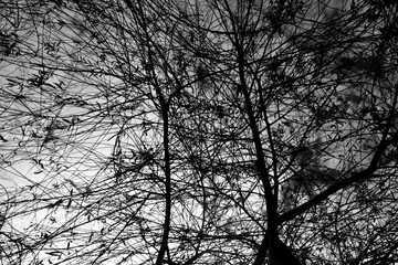 silhouette of a tree in winter