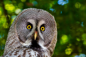 Portrait of a great grey owl in a forest
