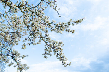Obraz premium Spring photo with beautiful hawthorn branches on spring blue sky background. Floral frame of many white flowers in the corner. Concept of rebirth of nature, explosion of life