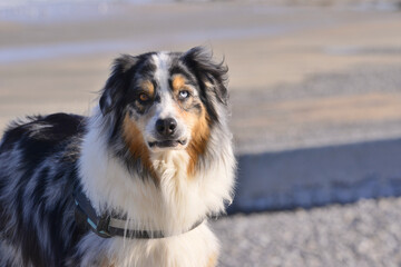 Portrait d'un chien Berger australien aux yeux vairons (Hétérochromie noisette et bleu)