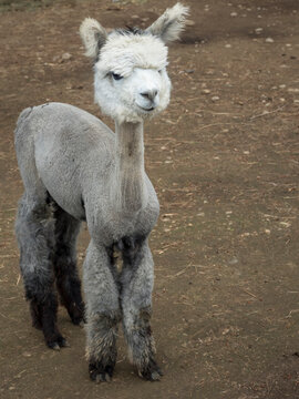 USA, Washington State, Duvall, baby alpaca at farm.