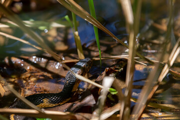 Broad-Banded Water Snake Swimming