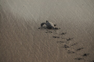 Fototapeta na wymiar baby turtle footprint on the sand