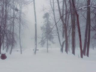 Foggy winter forest in the morning. Snowy forest in thick fog. Cold day in the park. Atmospheric winter landscape. 
