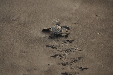 baby turtle on the sand