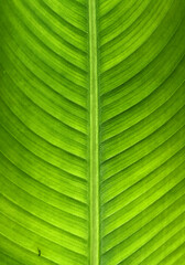 banana leaf close shot. green botanical background. extreme closeup leaf texture. closeup detail of macro image. the natural background concept.