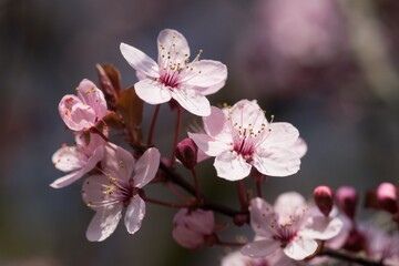 Cherry  tree branch with pink cherry blossoms. Springtime.