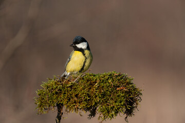 Naklejka premium Great Tit, Parus major, songbird bird sitting on the nice tree branch