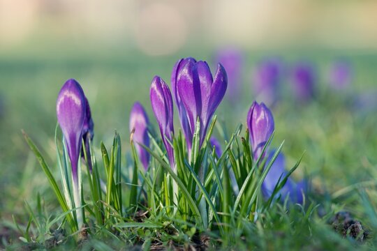 Purple crocus flower blossoms at spring. Green grassy background.