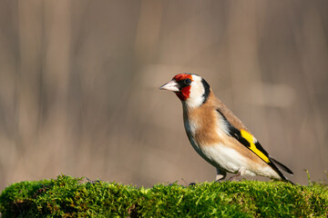 European goldfinch, Carduelis carduelis sits on a tree stump with moss