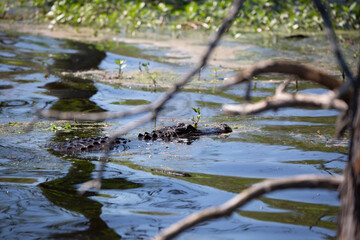 Alligator Swimming Past