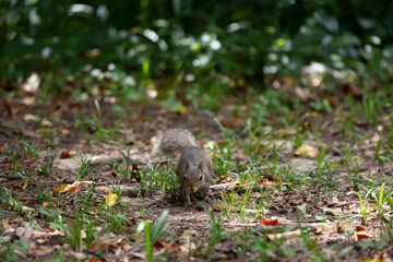 Fototapeta premium Digging Squirrel