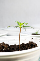 Gota de agua en un ciprés 
