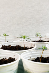 Cipres vivero (Cupressus sempervirens) Puede llegar a ser muy longevo, existiendo ejemplares con más de 1000 años.