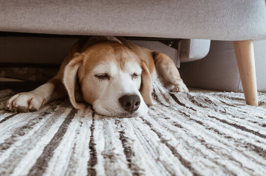 Cozy home interior image of a beagle dog lazy sleeping under the sofa in living room. Funny pets concept image.