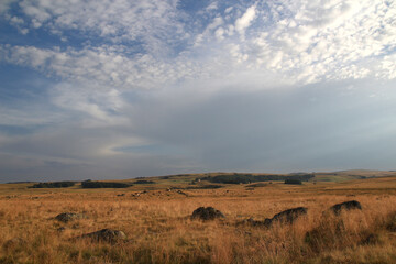 End of a summer day. In the distance, Aubrac cows graze peacefully on vegetation made golden by the setting sun (Route des Lacs, Lozère, France)