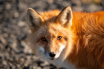 A cute young wild true red fox stands on all four paws attentively staring ahead as it hunts. It has a sharp piercing stare, orange soft fluffy fur and a long red tail with a white patch at the end.