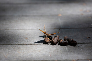 Butterflies Eating Feces