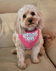 Cavapoo puppy on her birthday with a bandana 