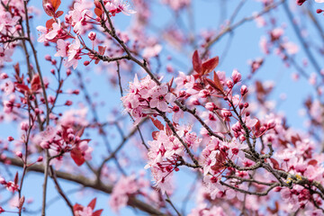 Floraison d'un cerisier sur fond blanc