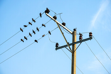 Pigeons sticking to the wires in the evening.     